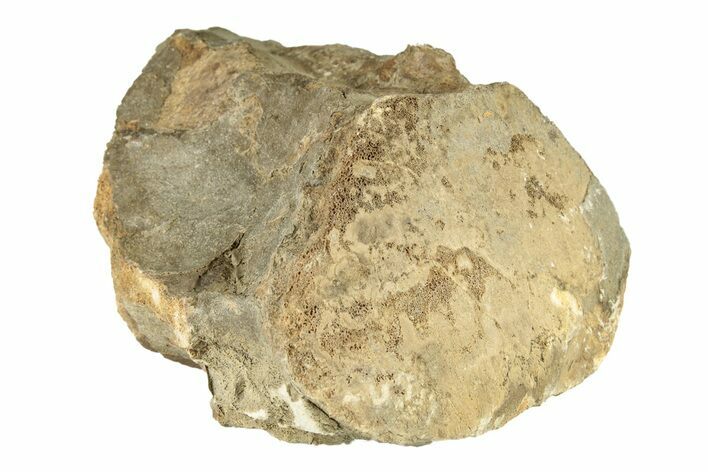 Mosasaur (Tylosaurus) Vertebra - Kansas #258896